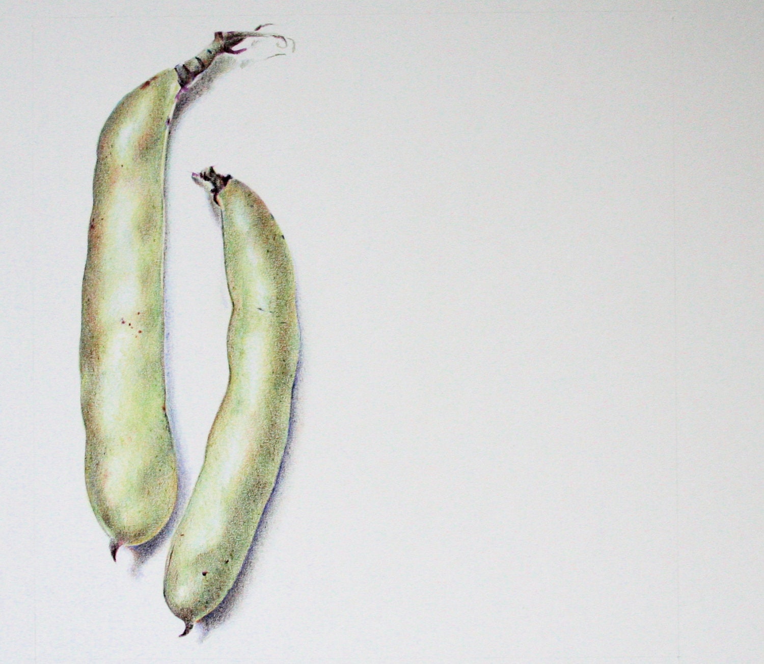 Two beans - an original drawing