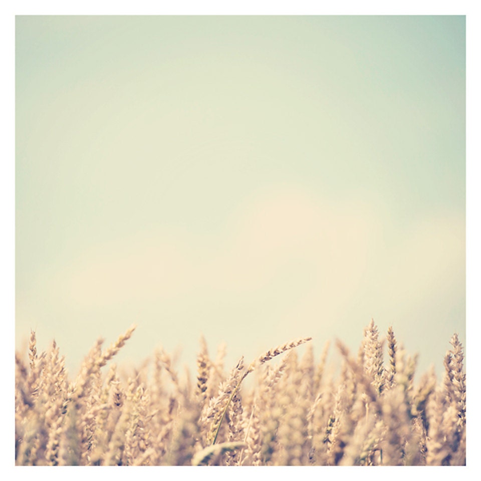 wheat field photo print - whimsical fine art nature photography, grain, summer, gold, green, mint - 8x8