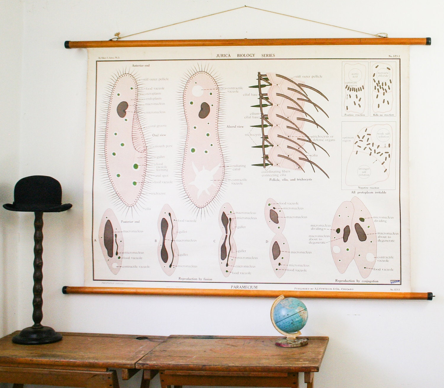 Vintage Chart School Chart Nystrom and Co, Paramecium Jurica Biology Chart Series