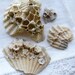 4 fossil barnacle shell clumps