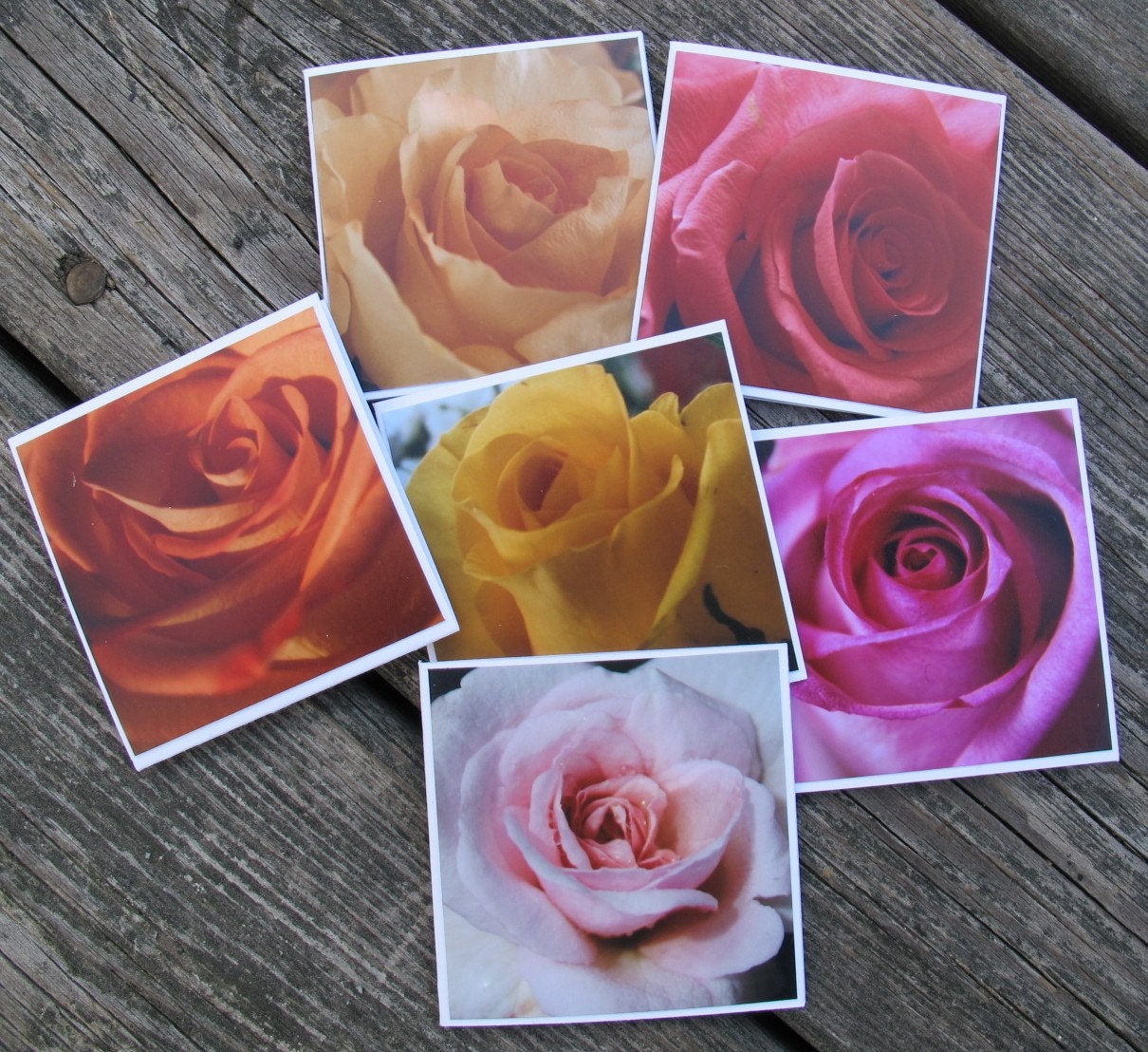Rose photo cards (6 mini cards) / Blossom photo cards / kitten photo cards