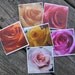 Rose photo cards (6 mini cards) / Blossom photo cards / kitten photo cards