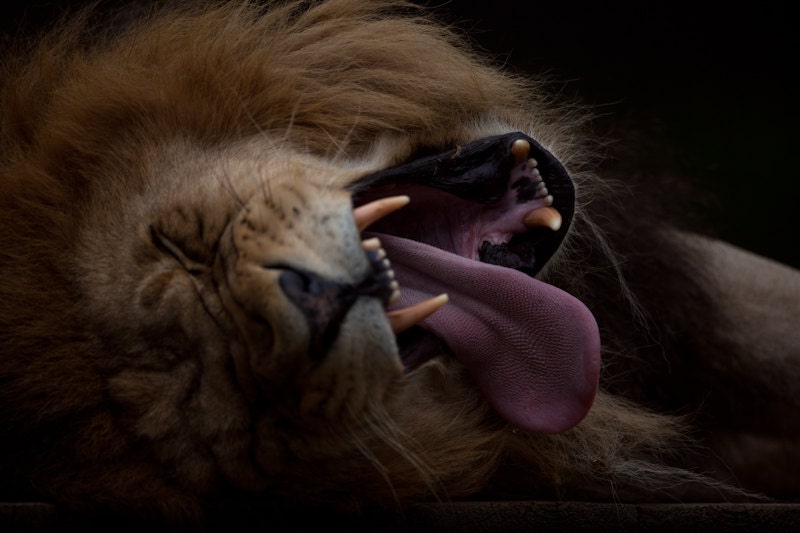Lion Yawn - Lion Roar - Lion Wall Art Print - Lion Photograph - Man Cave Decor - Big Cats - Gift For Him - Boyfriend Gift - Little Boy Room