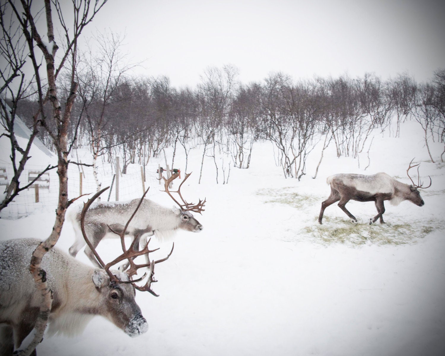 Large Wall Art-Christmas Reindeer Photo-Winter in Norway Snow-Animals Roaming-Home Decor-Fine art Photography-16x20