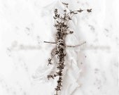 11x14 Sepia Toned Print : Thyme