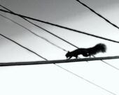 Sky Art squirrel