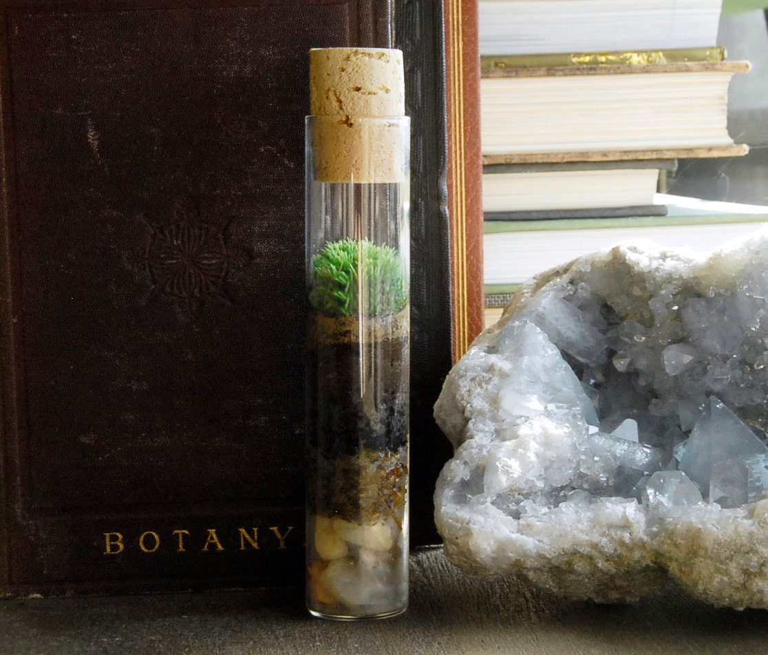 Home Decor & Office Decor // Moss Terrarium - Gift for Boyfriend - Science - Wedding Favors