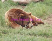 Animal Photos Bear Duck Buffalo & More Your Choice of One of 5 Different 8x10 Glossy or Lustre Prints