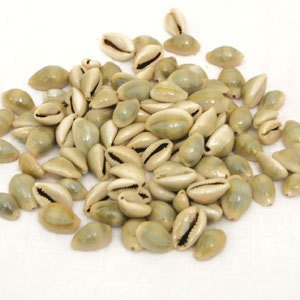 100 Uncut  Cowrie Shells