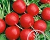Heirloom Vegetable Seeds - Radish Seeds - Champion