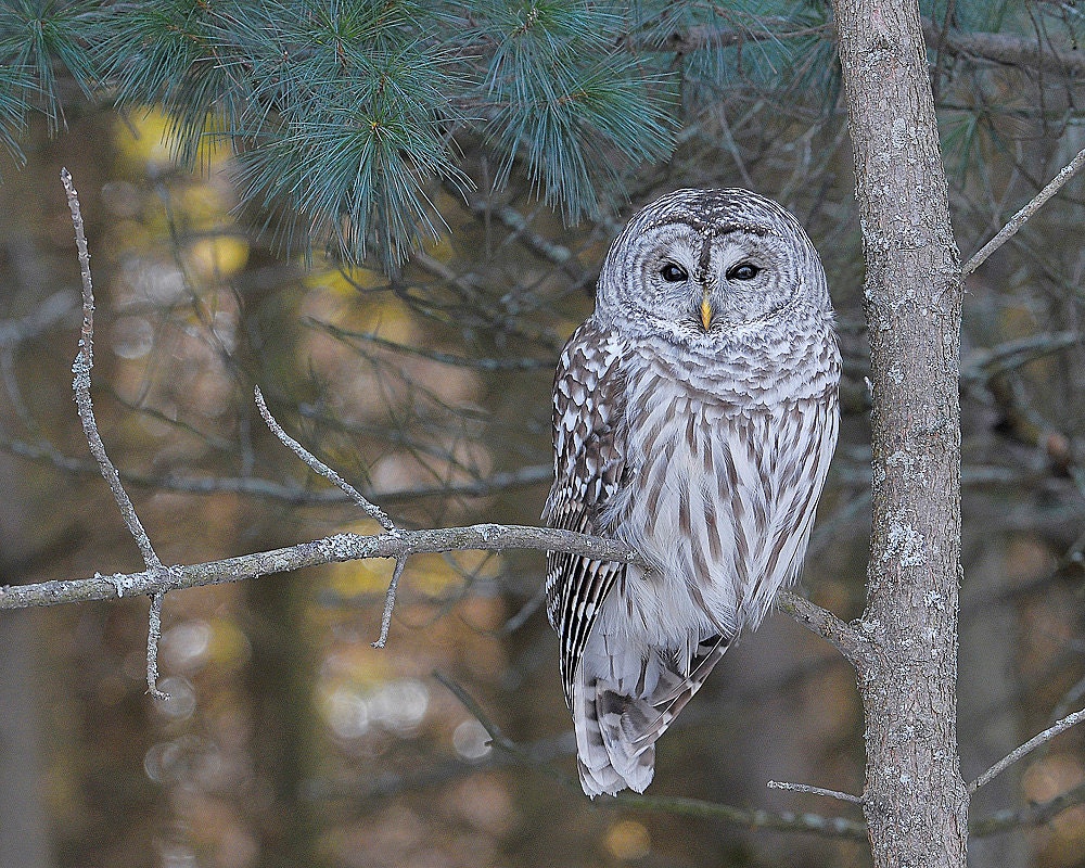 Owl, Barred, 8x10 Animal Photography, Wildlife Nature Photo, Wild Bird Print, Kids Wall Art, North Woods Cottage Cabin Decor, Wise