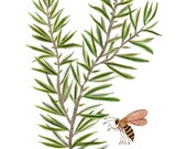 rosemary sprig botanical giclee print reproduction watercolor