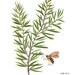 rosemary sprig botanical giclee print reproduction watercolor
