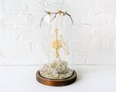 Large Real Bat Skeleton Hanging Over Quartz Cluster Stone in Glass Dome- 24k Fangs