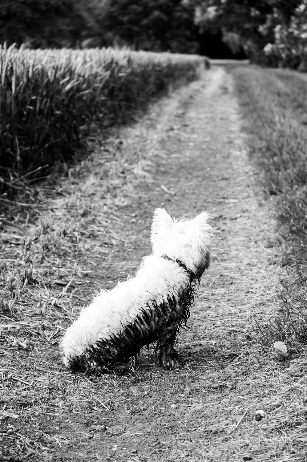 I am Crumpet 11 - Dog Photography - Westie - West Highland terrier - Wall DÃ©cor - 7x5 Print - shortwork