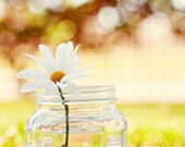 In the Garden-up to 20x30 fine art print of a single white daisy in a jar. Taken outdoors in a garden. DIY DIGITAL DOWNLOAD