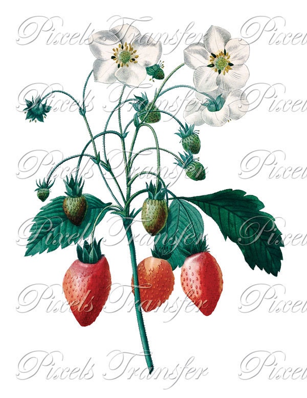 Botanical Illustration Fruit