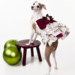 tinypawscouture