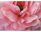 Photography - Flower Photograph - Nature Photography - Pink -  Ranunculus - Foxtrot -  Spring - Original Fine Art Photograph
