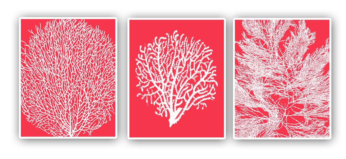 Sea fan prints, 8x10 prints, set of 3, pink red, modern vintage inspired  by coral, kelp, gorgonian, beach cottage decor