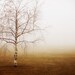 Landscape Photography, Spring Fog, Tree Photograph, Mysterious Muted Mist, Rustic Art Print, Orange Rust, White, Brown - November Song