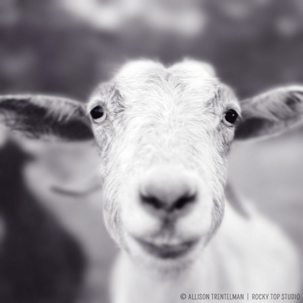 Smiling Goat Art Print, Animal Photography Print, Cute Animal Art Print, Black and White Photography, Farm Animal Wall Art, Goat Photo