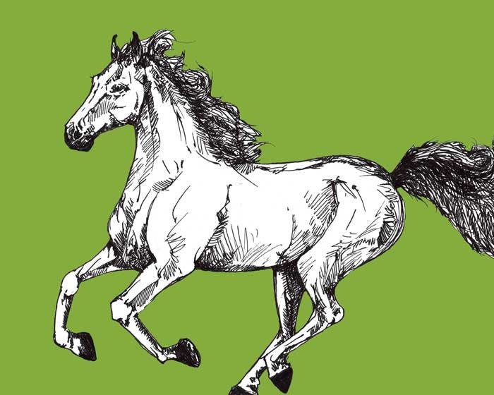 Saddlebred Horse Print