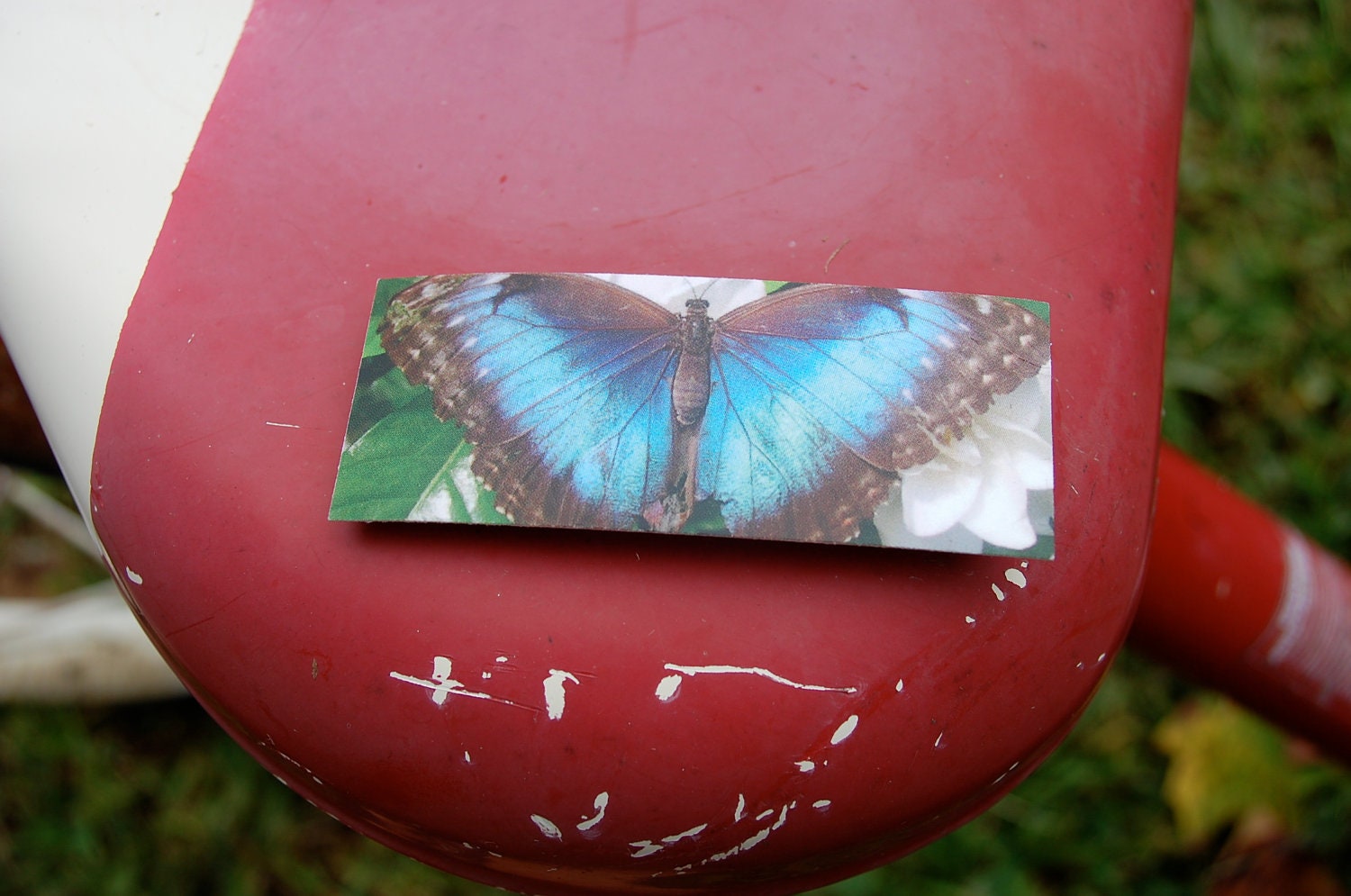 Blue Butterfly magnet