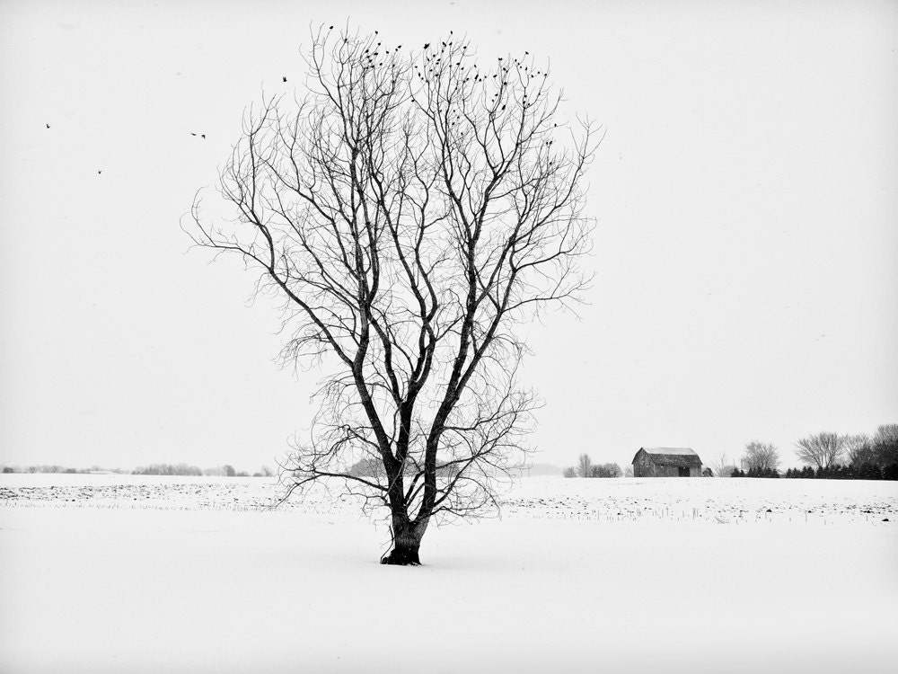 Snow on Farmers Fields - 12 x 16 inch Black and White Photograph