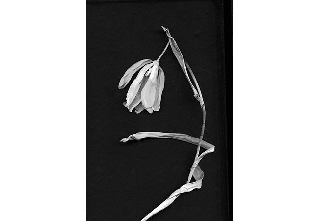 Black and White Tulip  Photograph, Still Life,  Modern, Abstract Print. Botanical Print, Monochromatic Wall Decor