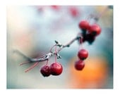 Fine Art Photography, Fall Berries,  8x10 Print,  Autumn Photograph, Nature Photo, Red, Blue Sky, Winter Tree