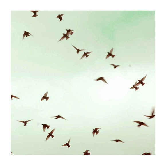 Bird Photograph, 10x10 Print, The Birds, Pale Greeb,  Aqua Blue, Summer Sky, Nature Photo