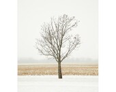 Winter Landscape Photography - Lone Tree, Snow, Cornfield, Woodland Photo, Gold, Tan, Brown, Blizzard, Fog - Butterscotch Ripple 8x10