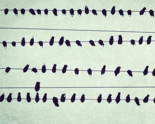 Birds on a wire  - Pale green photograph black bird wall art power line city minimal modern art photography  8x10 - Simple Song