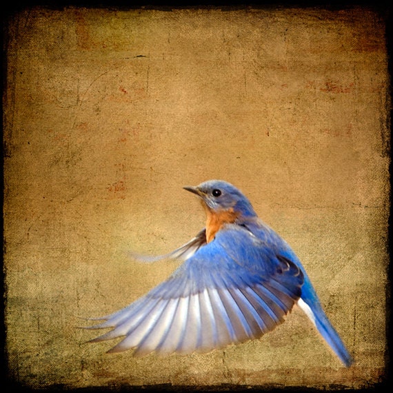 Bluebird Photograph, bird flying flight blue - 8x8 - Bluebird on the Wing