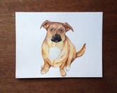 Pet Portraits