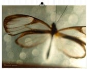 Butterfly Print 8X10 Photograph...Nature Woodland Tribal Entomology Forest Blue Butterfly Insect Nature Lover Natural World - machelspencePHOTO Butterfly Print 8X10 Photograph...Nature Woodland Tribal Entomology Forest Blue Butterfly Insect Nature Lover Natural World - machelspencePHOTO