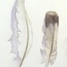 Art Painting Original Watercolor Bird Feathers Women Men Nature Woodlands Neutral Colors Nature White Grey Dorm 9.6 x 12.6 Under 70 USD
