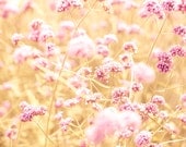 Pink flowers, shabby chic, nature photography, autumn flowers, amber, honey gold, honeysuckle pink, feminine, BFF, bokeh, landscape