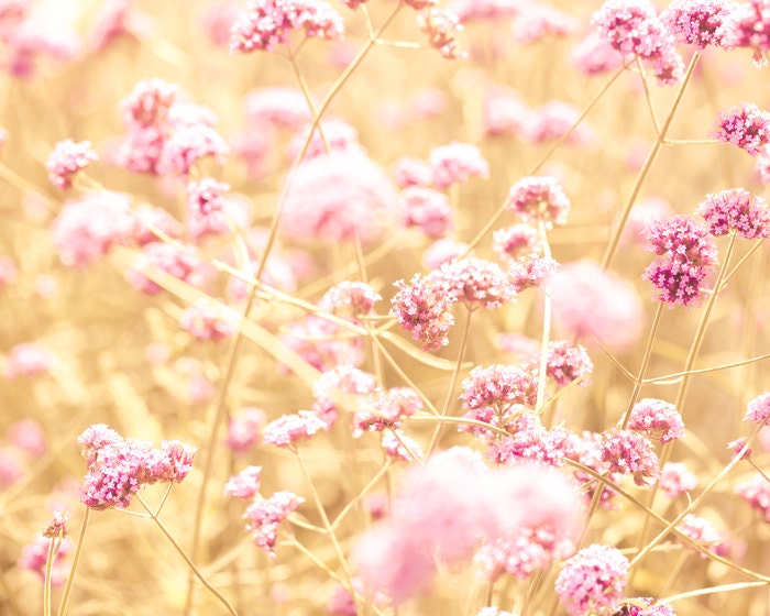 30% OFF Pink flowers, shabby chic, nature photography, autumn flowers, amber, honey gold, honeysuckle pink, feminine, BFF, bokeh, landscape