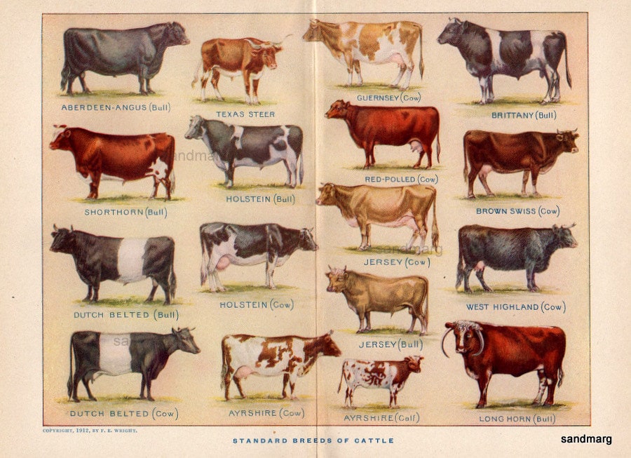 Cattle Breeds Chart Images Frompo