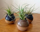 Tillandsia - 3 Pots - stricta