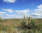 Yucca Plants in the Pasture - Fine Art Photograph