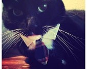 Classic Tie Cat Collar // Cat Formal Wear