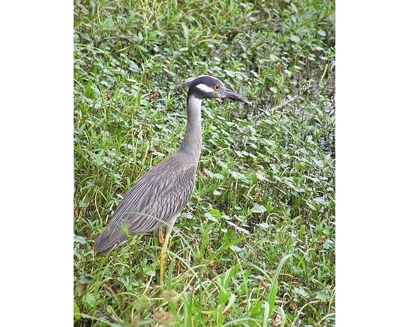 Yellow-crowned Night-Heron 8 x 10 inch Print - Stalking Prey in the Swamp