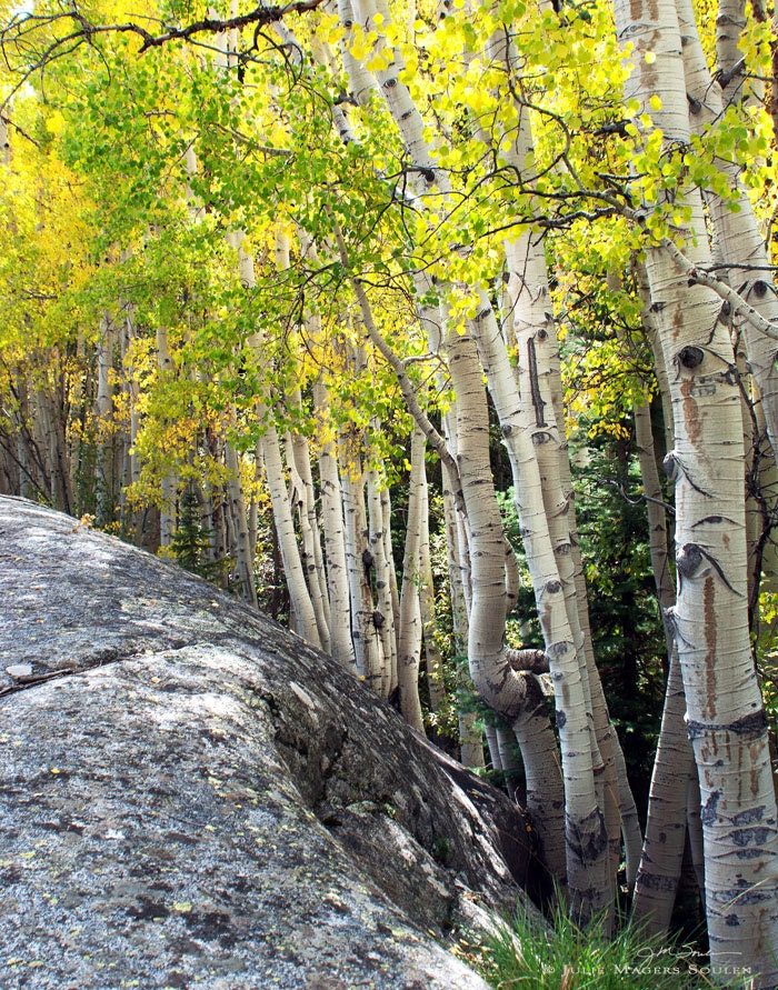 Aspen Photos -Tree Photography -Colorado Fine Art Photography -Aspen Tree Art -Woodland Decor -Home Decor Art -11x14 Print