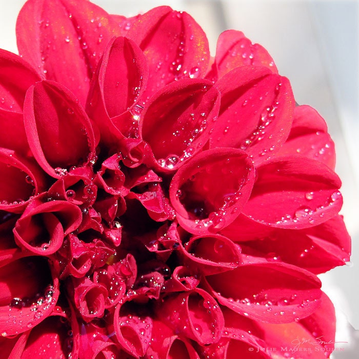 Red Dahlia Flower Photography -Garden Flower -Gifts for Her -Home Decor Art -Square Art -8x8 Colorado Fine Art Photograph