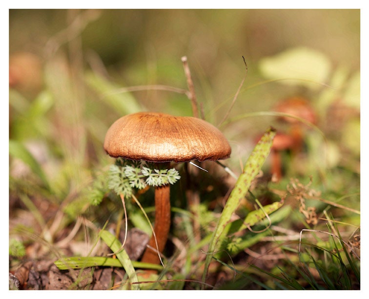Nature Photography, brown, green woodland, rustic, Toadstool 1, nature fine art photography print 8x10