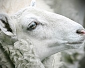 Farm Animal Photograph, white, lamb, sheep, Bo-Peep, nature fine art print 8x12