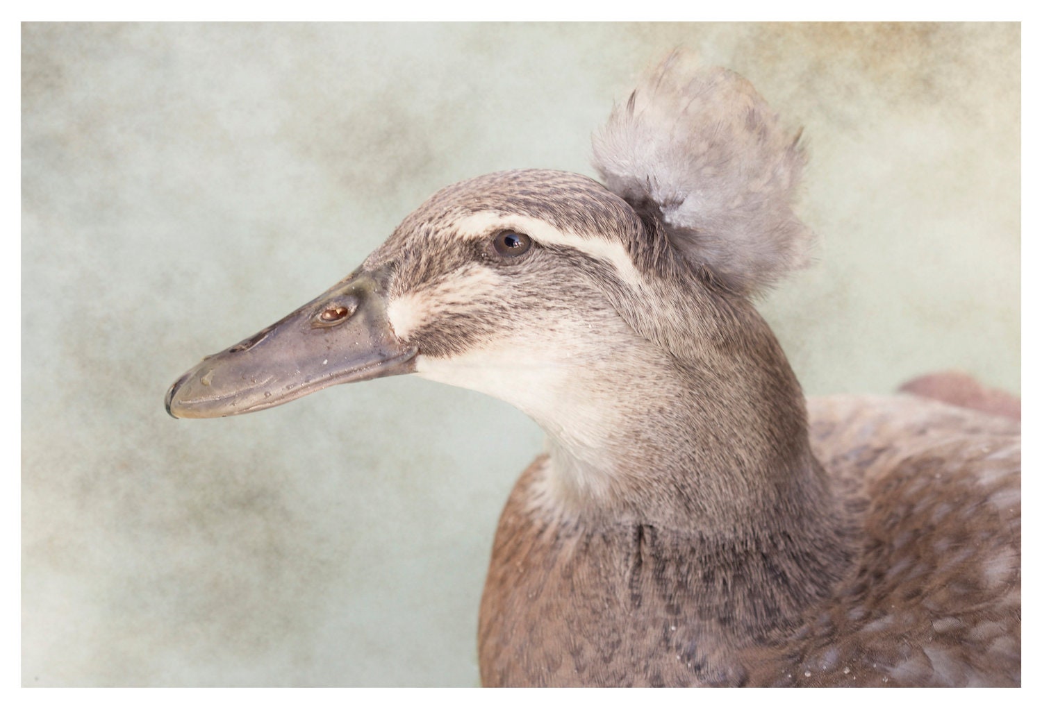 Nature Photograph, pale green, neutrals, browns, Duck Feathers, fine art print 8x12